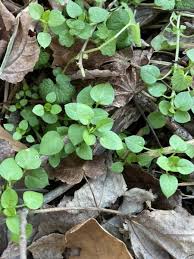 Attēlu rezultāti vaicājumam “Collaria rubens stalked”