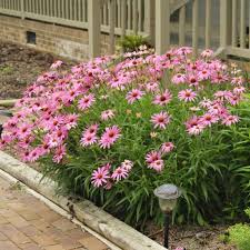Image result for Echinacea purpurea
