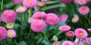 Image result for Bellis perennis