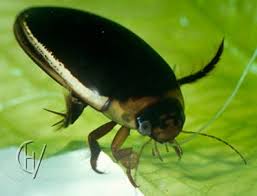 Attēlu rezultāti vaicājumam “Hydaticus transversalis”