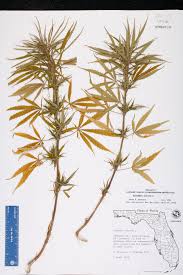 Attēlu rezultāti vaicājumam “Cannabis sativa”