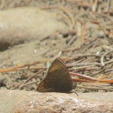 Attēlu rezultāti vaicājumam “Oeneis jutta underside”