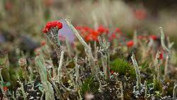 Attēlu rezultāti vaicājumam “Cladonia floerkeana”