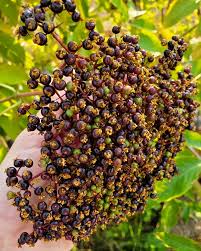 Attēlu rezultāti vaicājumam “Sambucus nigra fruit”