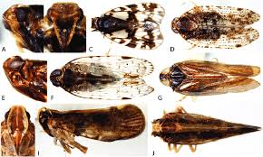 Attēlu rezultāti vaicājumam “Cixiidae”