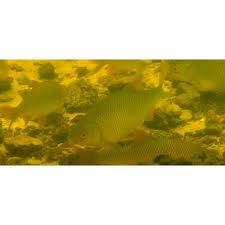 Image result for Rutilus caspicus