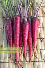 Attēlu rezultāti vaicājumam “Daucus carota subsp. carota fruit”