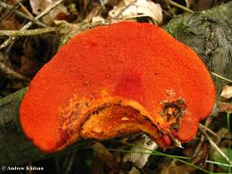 Attēlu rezultāti vaicājumam “Pycnoporus cinnabarinus”