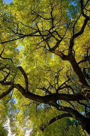 Attēlu rezultāti vaicājumam “Fraxinus excelsior Pendula female flower”