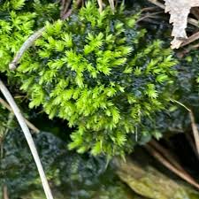 Attēlu rezultāti vaicājumam “Mnium hornum”