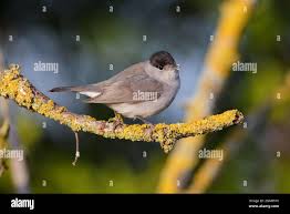 Attēlu rezultāti vaicājumam “Sylvia atricapilla male”