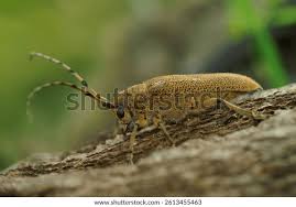 Attēlu rezultāti vaicājumam “Saperda carcharias”