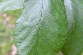 Attēlu rezultāti vaicājumam “Betula alleghaniensis leaf”