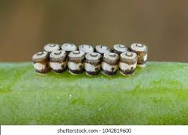 Attēlu rezultāti vaicājumam “Pentatomidae eggs”