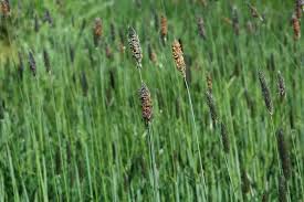 Attēlu rezultāti vaicājumam “Alopecurus pratensis”