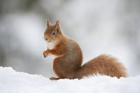 Attēlu rezultāti vaicājumam “Sciurus vulgaris”