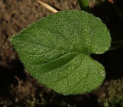 Attēlu rezultāti vaicājumam “Viola rupestris leaf”