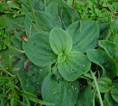 Attēlu rezultāti vaicājumam “Plantago media”