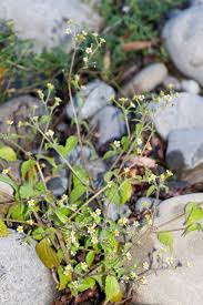 Attēlu rezultāti vaicājumam “Galinsoga quadriradiata leaf”