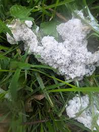 Attēlu rezultāti vaicājumam “Didymium spongiosum spores”