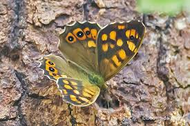 Attēlu rezultāti vaicājumam “Pararge aegeria”