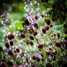 Attēlu rezultāti vaicājumam “Sanguisorba officinalis flower”