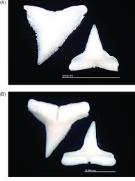 Image result for Carcharhinus obscurus