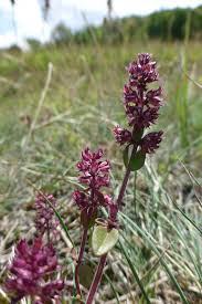 Attēlu rezultāti vaicājumam “Thymus pulegioides fruit”
