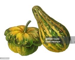 Attēlu rezultāti vaicājumam “Cucurbita pepo fruit”