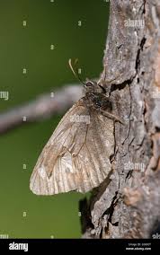 Attēlu rezultāti vaicājumam “Oeneis jutta”
