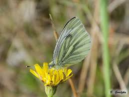 Attēlu rezultāti vaicājumam “Pieris napi female”