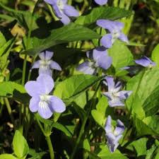 Attēlu rezultāti vaicājumam “Viola canina leaf”