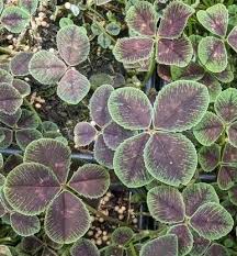 Attēlu rezultāti vaicājumam “Trifolium repens leaf”