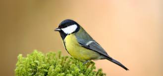 Image result for vogel