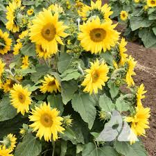 Image result for Helianthus annuus