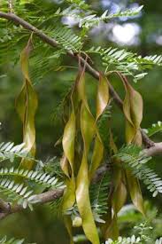 Attēlu rezultāti vaicājumam “Gleditsia triacanthos flower”
