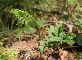 Attēlu rezultāti vaicājumam “Botrychium multifidum”