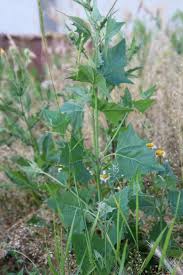 Attēlu rezultāti vaicājumam “Atriplex calotheca”