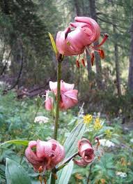 Attēlu rezultāti vaicājumam “Lilium martagon leaf”