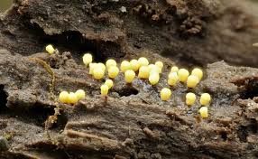 Attēlu rezultāti vaicājumam “Craterium minutum stalked”