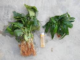 Attēlu rezultāti vaicājumam “Cribraria cancellata var. fusca stalked”