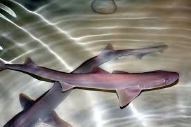 Image result for Mustelus canis