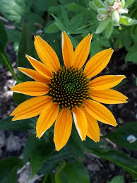 Image result for Echinacea Lustre hybrids