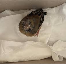 Image result for pheega