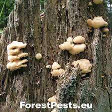 Attēlu rezultāti vaicājumam “Postia ptychogaster”