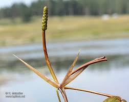 Attēlu rezultāti vaicājumam “Potamogeton natans”