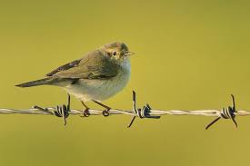 Image result for Phylloscopus ibericus