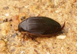 Attēlu rezultāti vaicājumam “Dytiscus marginalis”