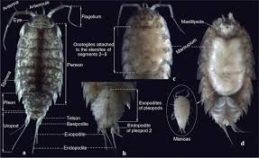 Attēlu rezultāti vaicājumam “Oniscoidea”