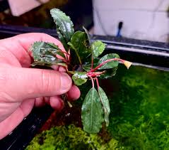 Risultati immagini per bucephalandra pinoh red stem